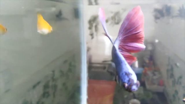 Salamander Dragon Halfmoon - Betta Fish - Aquarium смотреть онлайн