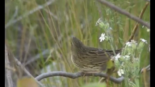 Lanceolated Warbler смотреть онлайн