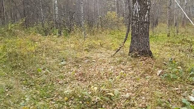 Осенняя прогулка с Умкой лес еще зеленый рябина калина умка в грязи красота и восторг смотреть онлайн