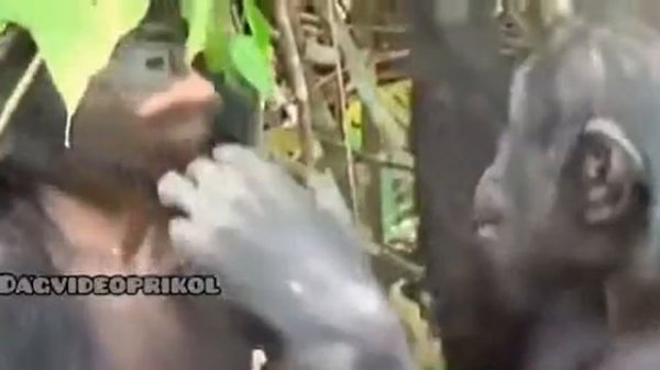 Армениские Обезьяны