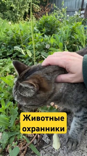 Отверженно охраняют территорию.😎 #shortsvideo #кот #cat #животные #белыйлекарь #питомник #звери смотреть онлайн