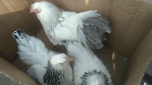 Tovuq Bozori Narxlari RMK