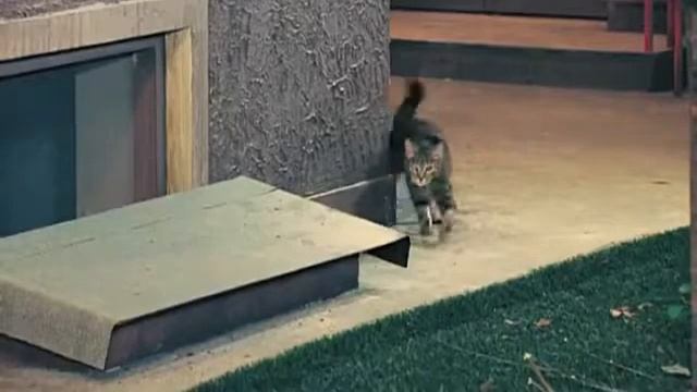 Уральская маньячка задавила булками кота !!!!!!!!!!!!!!!!! смотреть онлайн