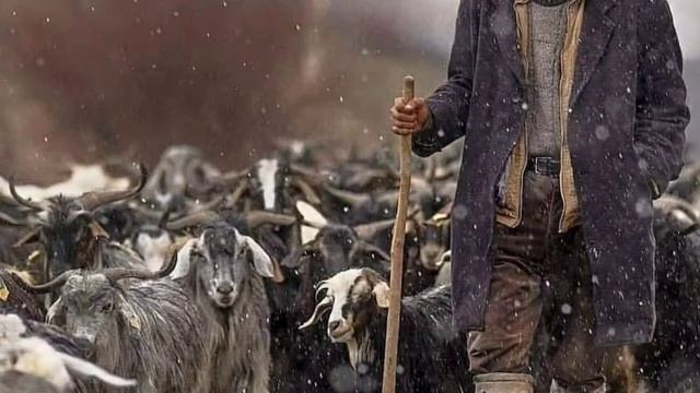 Стойкий характер пастуха смотреть онлайн