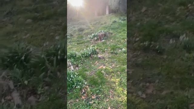 Ялта 💖💖💖 Поляна подснежников 😃 смотреть онлайн