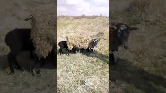 Це моє перше відео на ютубі!!!!!!!! смотреть онлайн