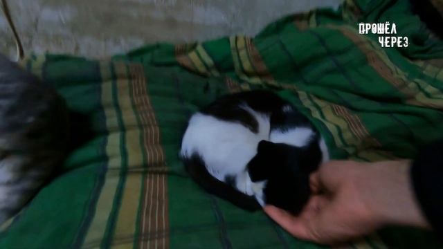 ВИЗИТ К ЖИТЕЛЯМ БУНКЕРА. КОНФЛИКТ ИЗ ЗА СОБАК. СОБАКИ НАПАДАЮТ НА ДЕТЕЙ И МЕСТНЫХ ЖИТЕЛЕЙ. смотреть онлайн