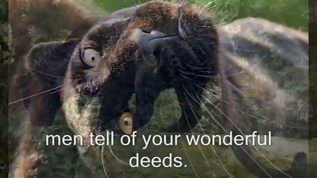 Black Panther - a Psalm of nature смотреть онлайн