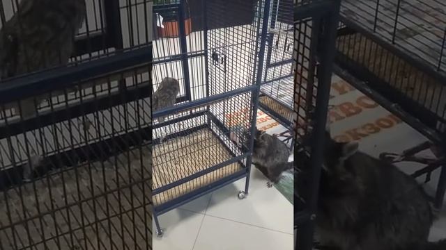 енот пытается свистнуть мясо у филина смотреть онлайн