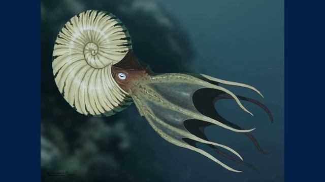 Parapuzosia Seppenradensis