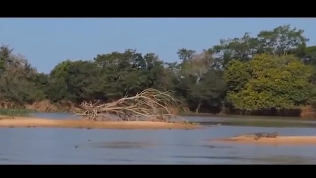 САМАЯ ОПАСНАЯ СХВАТКИ . ЖЕВОТНИХ В МИРЕ смотреть онлайн