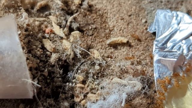 A Brand New Home! Pheidole navigans update 5 смотреть онлайн