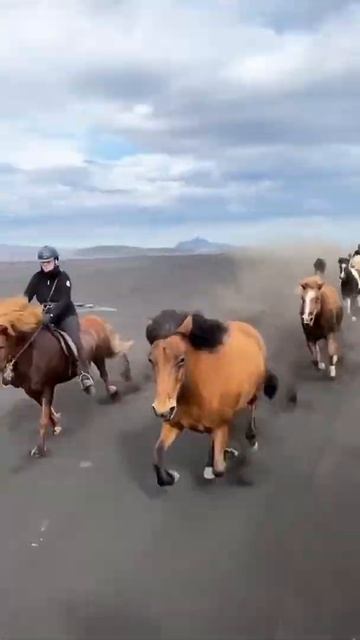 Running free like the wind in Iceland 🇮🇸 #Shorts смотреть онлайн