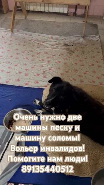 Сказки из жизни приют просит помощи! Песок и солома инвалидам! 89135440512 смотреть онлайн