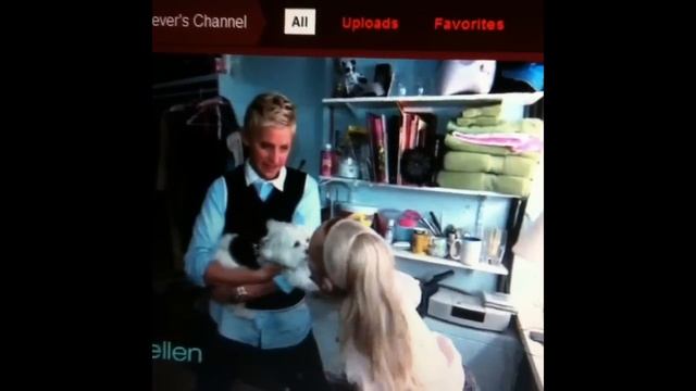 Woman Lick Dog In The Mouth/ Dog Drinks Other Dog Piss