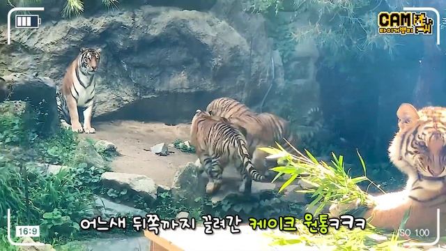 [ 4K│SUB ] 100% 생고기로 만든 케이크?! 아기호랑이들과 함께한 건곤이의 초호화 생일 파티🐯 смотреть онлайн