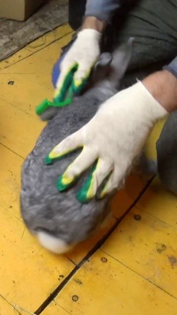 Линька Шурика #rabbit #bunny #кролики смотреть онлайн