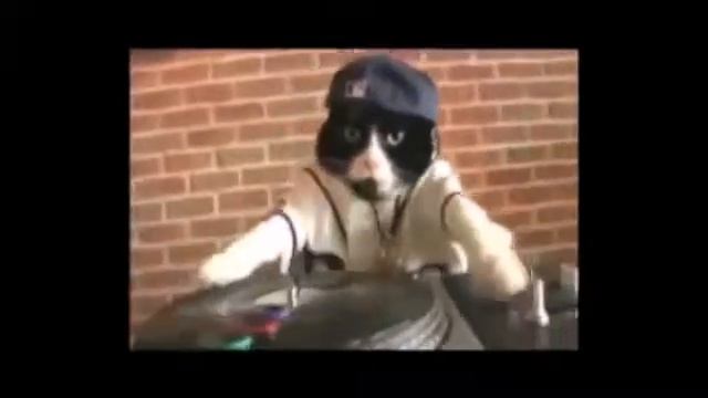 Кот диджей смотреть онлайн