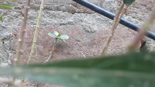 Episyrphus Balteatus смотреть онлайн