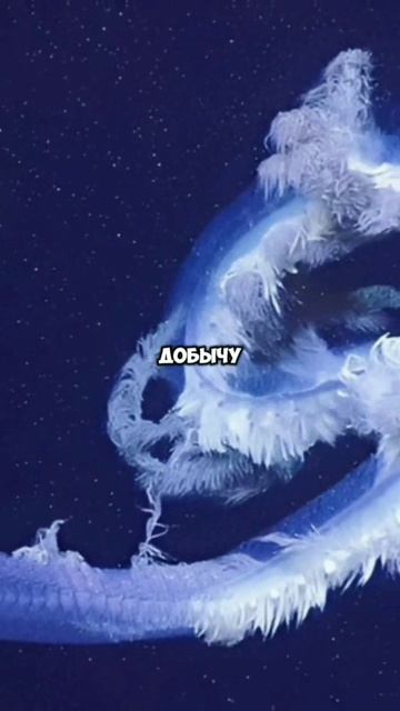 Это самые длинные животные на планете#факты#shorts смотреть онлайн