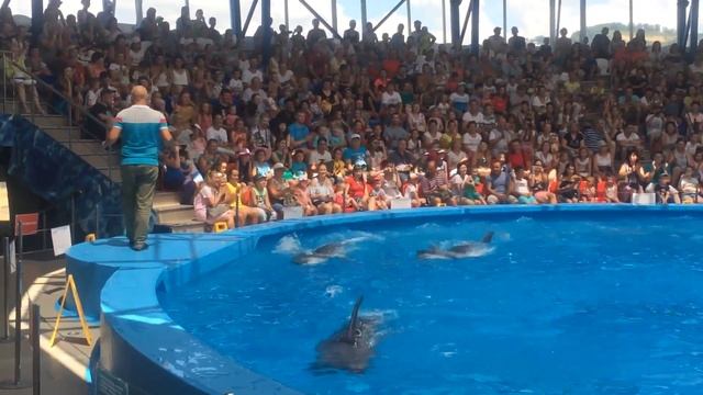 Танец дельфинов смотреть онлайн