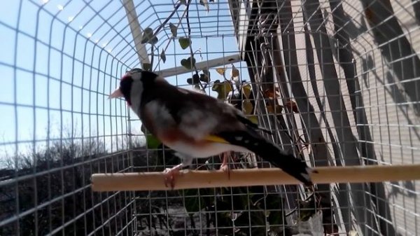 Пение щегла