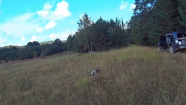 Учимся подавать птицу в угодьях смотреть онлайн