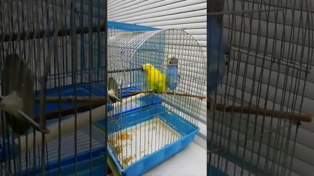 Принесли подружку Лиру нашему Кеши смотреть онлайн