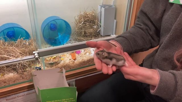 Купили двух ХОМЯЧКОВ! смотреть онлайн