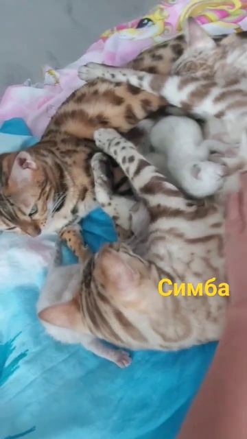Бенгальские кошечки❤️🐱 Любят нежится на кровати у моей дочки. Милота. Кошачья нежность. Утро котят. смотреть онлайн