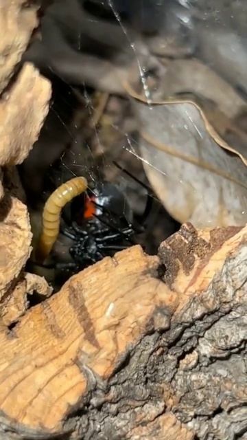 Чёрная вдова. Вы знали что после оплодотворения самка съедает самца #shorts #blackwidow смотреть онлайн