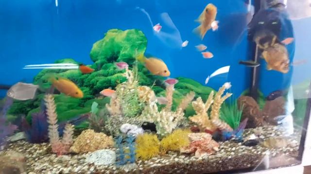 Знакомство с аквариумом смотреть онлайн