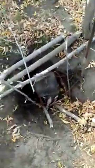 Барсук и КП 2 смотреть онлайн