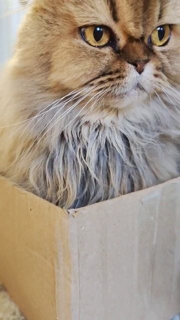 💝Кошечка хайленд фолд пристраивается в добрые и ответственные ручки ☎️89033443877 г. Казань смотреть онлайн