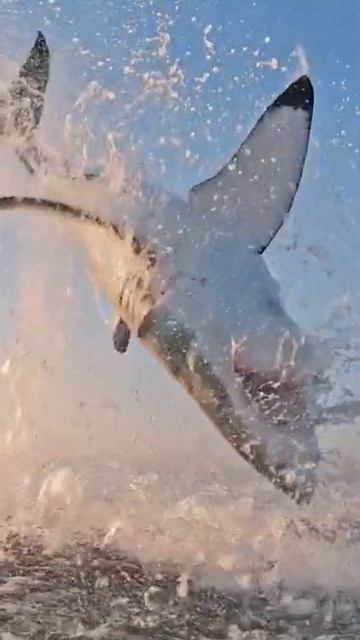 Giant shark does a flip смотреть онлайн