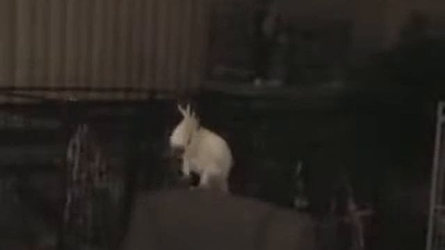 Kakadu is singing Backstreet Boys смотреть онлайн