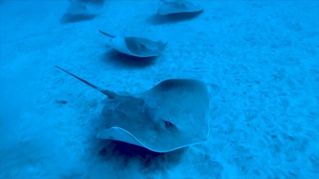 I'm Surrounded by Stingrays! смотреть онлайн
