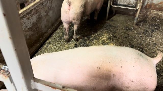 Купили тракторную телегу, ассенизаторскую бочку!В ожидании решения по Агростартапу!Полевые работы! смотреть онлайн