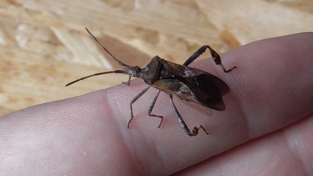 Leptoglossus occidentalis смотреть онлайн