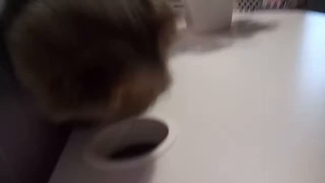 Мое самое первое видео с кошкой!!!😊😁 смотреть онлайн