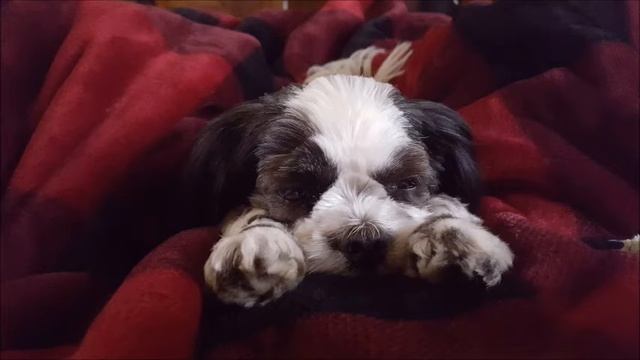 Russ Columbo prisoner of love test смотреть онлайн