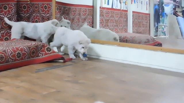 2 месяца детям Ирана и Симы смотреть онлайн
