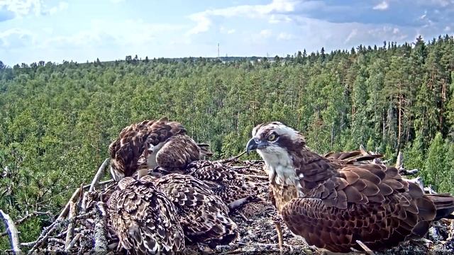 Kalakotkas1~Marko brings a huge fish, Miina is feeding~4:33 pm 2020/06/27 смотреть онлайн