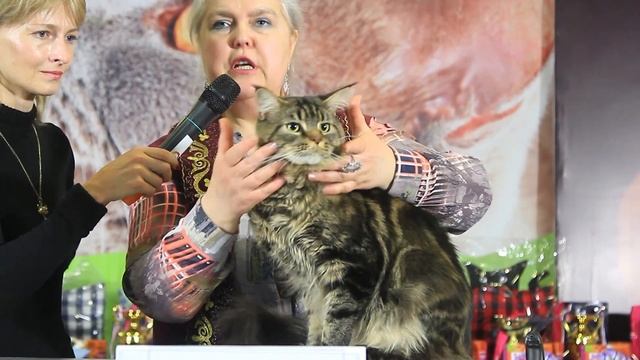 WCF Международная выставка кошек " Весенний АлмаКот 2017". Часть 12 смотреть онлайн