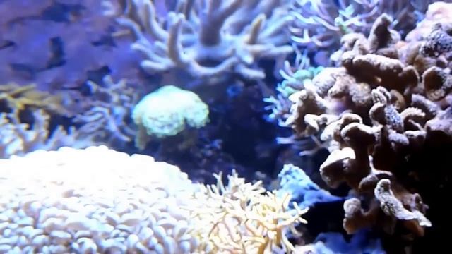 Reef Tank Juwel Trigon corner 350l AQUARIUM смотреть онлайн