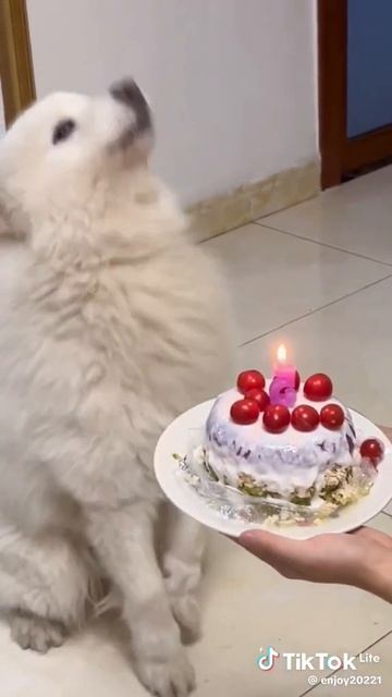 #день рождения Каспара #животные #собачки #котики #красавчик #fany смотреть онлайн