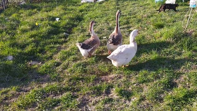 Наши гуси. Our geese. смотреть онлайн
