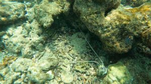 "Кто подставил кролика Роджера ?.."