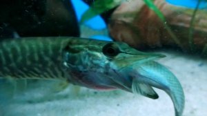 Аквариумная щука..Зимний жор щуки в аквариуме.#аквариум #fish