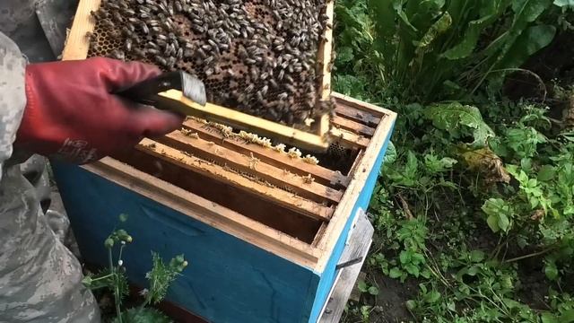 ЛЕТНИЕ ЗАРИСОВКИ,АВГУСТОВСКИЕ ОТВОДКИ. смотреть онлайн
